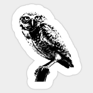 owl Sticker